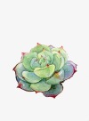 succulent.jpg