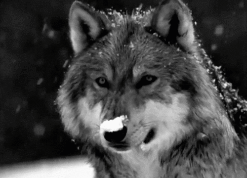 wolf.gif